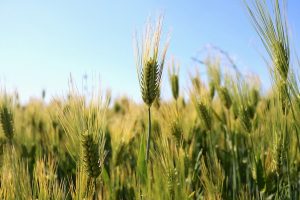 c'est du Gluten ?